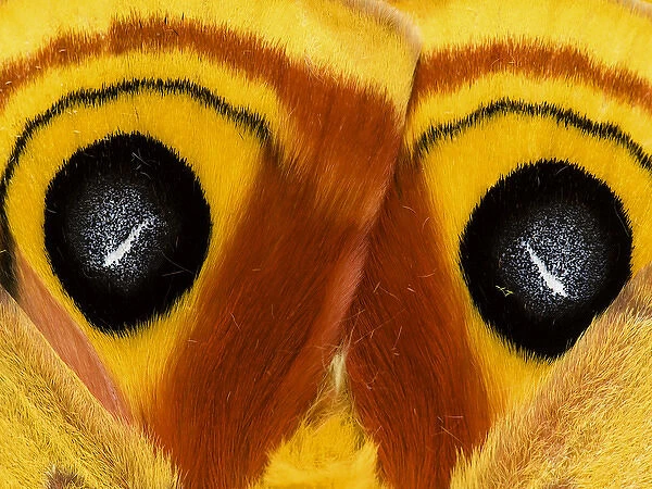 USA, Pennsylvania. Close-up of saturnia moth wings