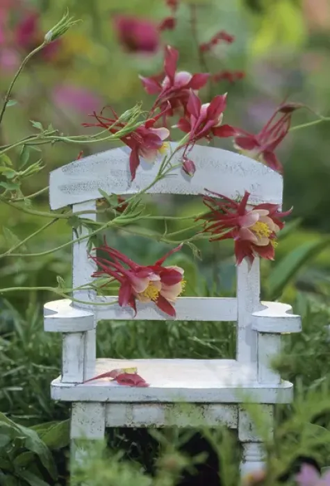 Framed Print : USA, Pennsylvania. Columbine flowers and chair in garden Framed Print : USA, Pennsylvania. Columbine flowers and chair in garden
