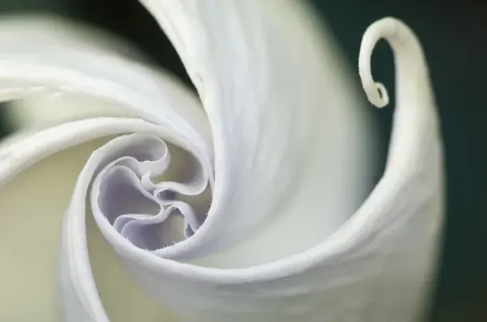 Framed Print : USA, Pennsylvania. Datura flower close-up