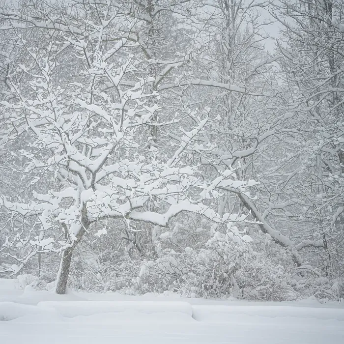 Framed Print : USA, Pennsylvania, Delaware Water Gap. Snow-covered forest in winter mist. ©Jay O'Brien  /  Jaynes Gallery  /  DanitaDelimont.com