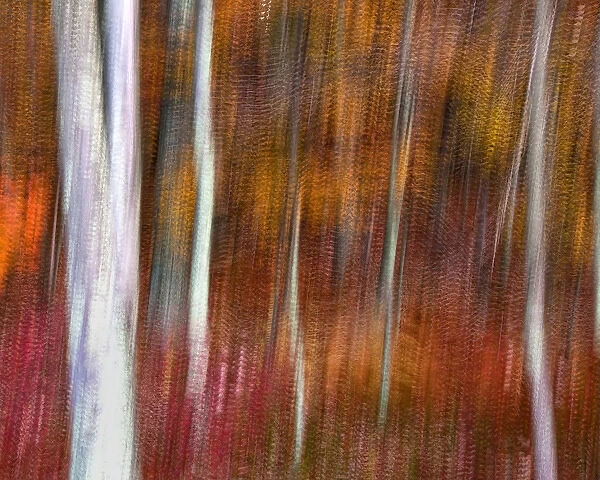 USA, Pennsylvania, Delaware Water Gap National Recreational Area. Abstract of trees