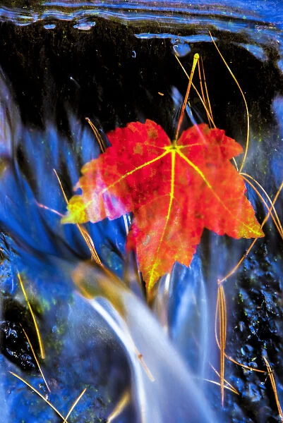 USA, Pennsylvania, Delaware Watergap National Recreational Area. Maple leaf in waterfall
