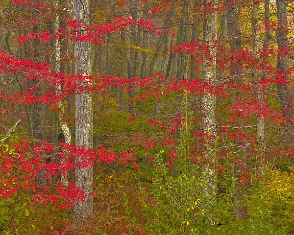 USA, Pennsylvania, Delaware Watergap National Recreational Area. Autumn colors in forest