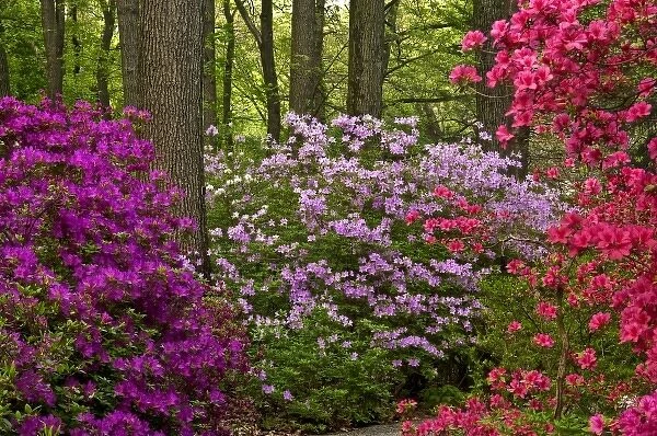 USA, Pennsylvania, Devon. Azalea bushes blooming in Jenkins Arboretum