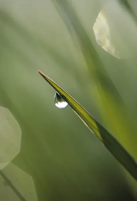 Framed Print : USA, Pennsylvania. Dewdrop on leaf. Credit as: Nancy Rotenberg / Jaynes Gallery / DanitaDelimont Framed Print : USA, Pennsylvania. Dewdrop on leaf. Credit as: Nancy Rotenberg / Jaynes Gallery / DanitaDelimont