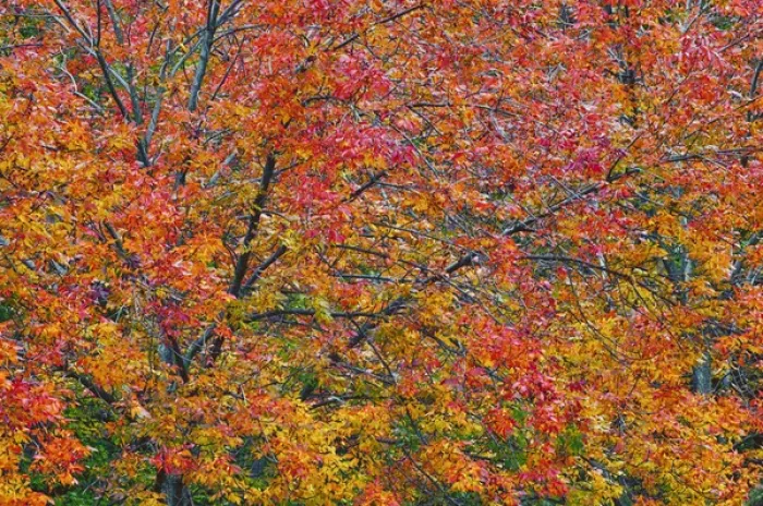 Framed Print : USA, Pennsylvania, Dingmans Ferry. Autumn colors on trees