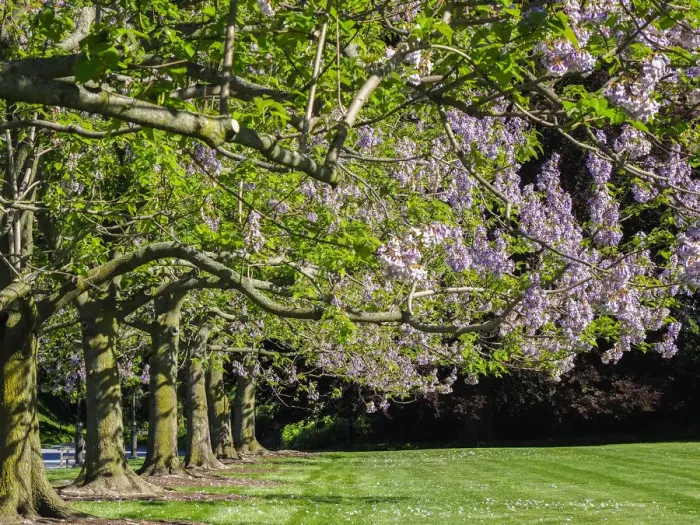 Framed Print : USA, Pennsylvania. The Empress Tree Paulownia tomentosa in full bloom along Framed Print : USA, Pennsylvania. The Empress Tree Paulownia tomentosa in full bloom along