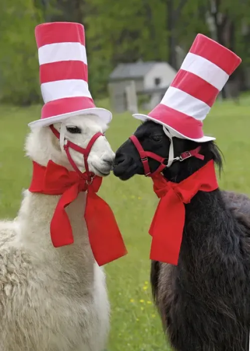 Framed Print : USA, Pennsylvania, Erie. Two llamas dressed humorously