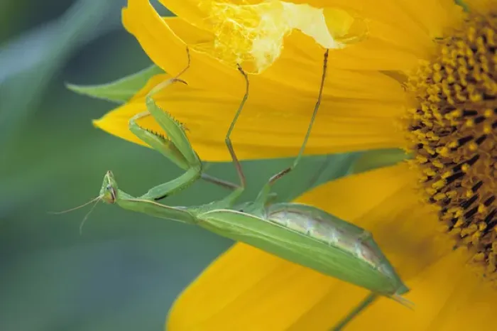 Framed Print : USA, Pennsylvania. Female praying mantis with egg sac on sunflower Framed Print : USA, Pennsylvania. Female praying mantis with egg sac on sunflower