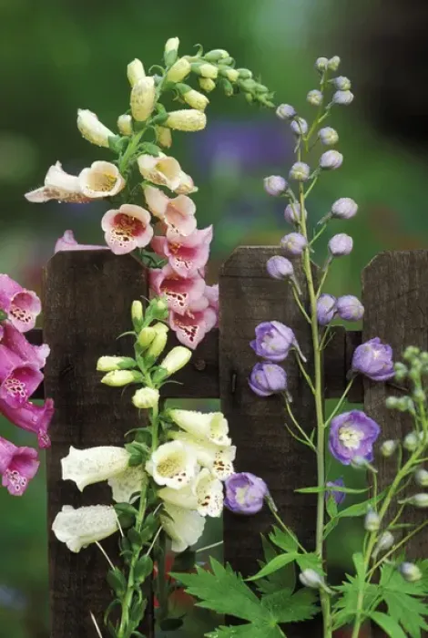 Framed Print : USA, Pennsylvania. Foxglove and delphinium on fence Framed Print : USA, Pennsylvania. Foxglove and delphinium on fence