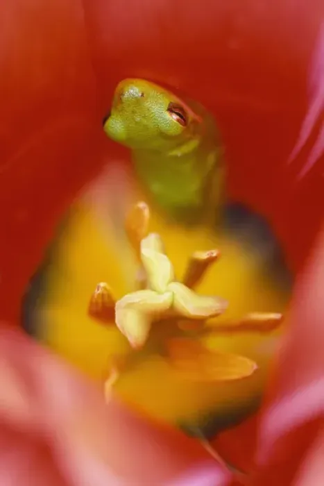 Framed Print : USA, Pennsylvania. Frog inside tulip. Credit as: Nancy Rotenberg  /  Jaynes Gallery  /  DanitaDelimont
