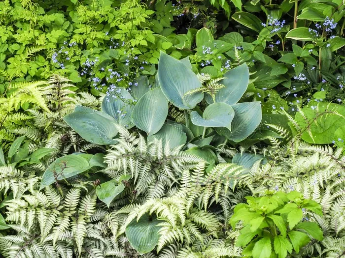 Framed Print : USA, Pennsylvania. Garden bed with different colors and textures Framed Print : USA, Pennsylvania. Garden bed with different colors and textures