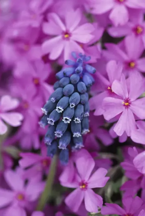 Framed Print : USA, Pennsylvania. Grape hyacinth and phlox flowers in garden Framed Print : USA, Pennsylvania. Grape hyacinth and phlox flowers in garden