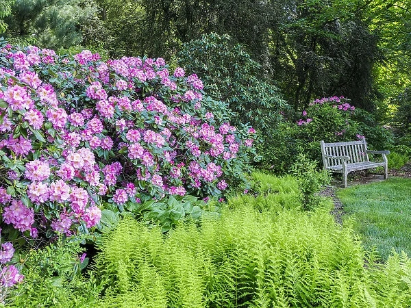 USA, Pennsylvania. Hydrangea shrub and park bench