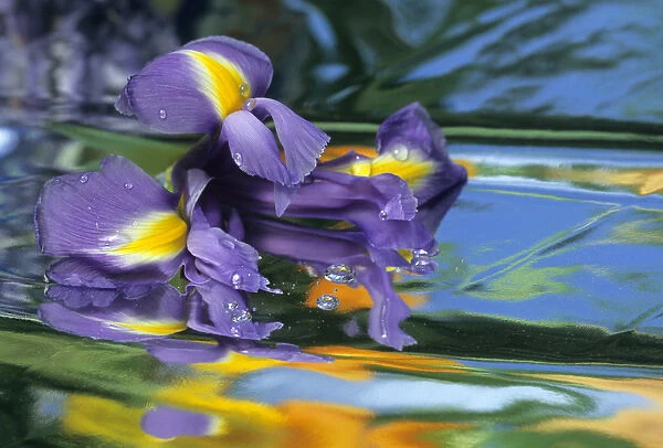USA, Pennsylvania. Iris on mylar reflective surface