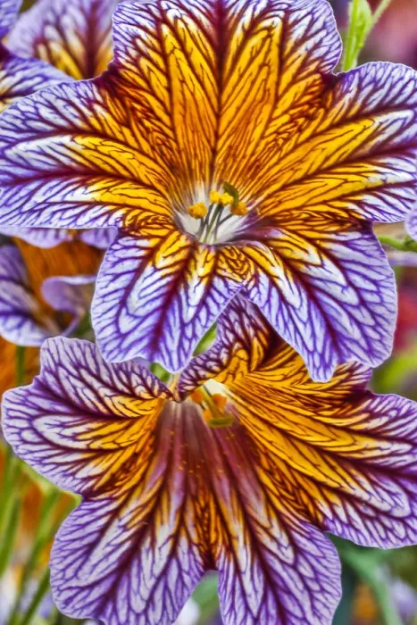 Framed Print : USA, Pennsylvania, Kennett Square. Painted tongue blossoms Framed Print : USA, Pennsylvania, Kennett Square. Painted tongue blossoms