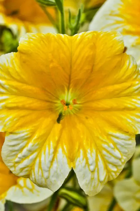 Framed Print : USA, Pennsylvania, Kennett Square. Painted tongue blossom Framed Print : USA, Pennsylvania, Kennett Square. Painted tongue blossom