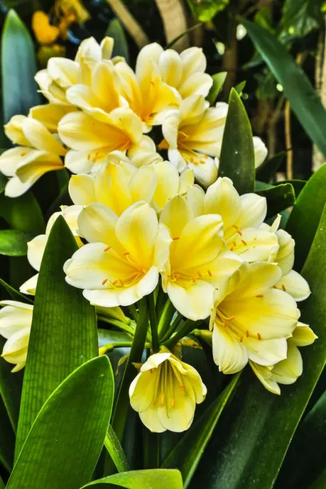 Framed Print : USA, Pennsylvania, Kennett Square. Clivia Framed Print : USA, Pennsylvania, Kennett Square. Clivia