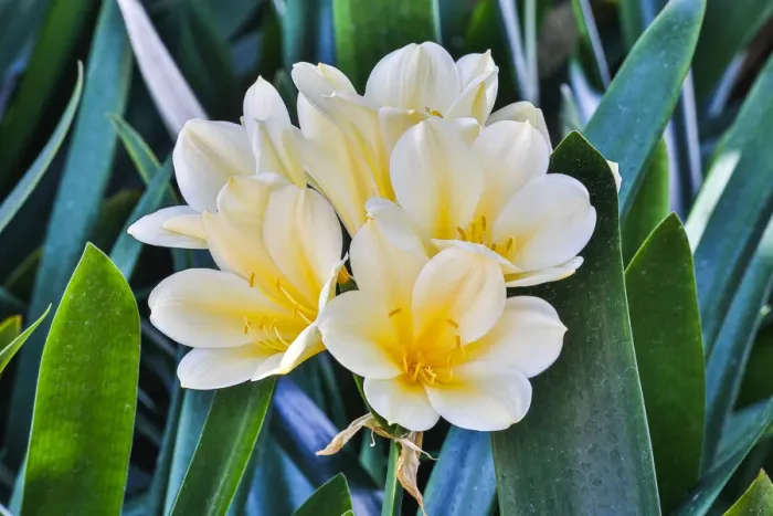 Framed Print : USA, Pennsylvania, Kennett Square. Clivia
