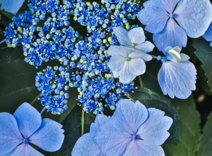 Framed Print : USA, Pennsylvania, Kennett Square. Hydrangea