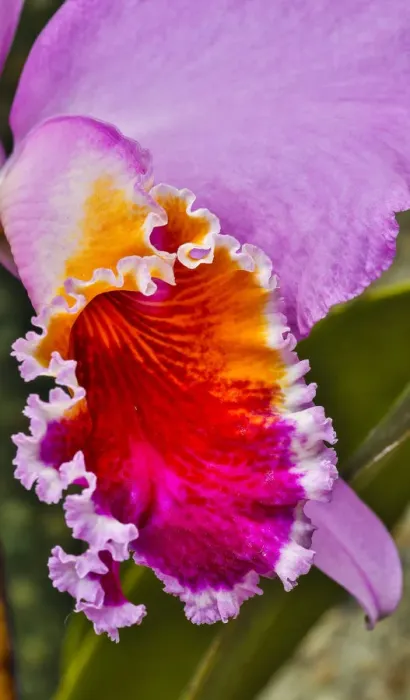 Framed Print : USA, Pennsylvania, Kennett Square. Orchid Framed Print : USA, Pennsylvania, Kennett Square. Orchid