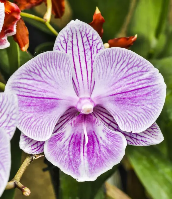 Framed Print : USA, Pennsylvania, Kennett Square. Orchid Framed Print : USA, Pennsylvania, Kennett Square. Orchid
