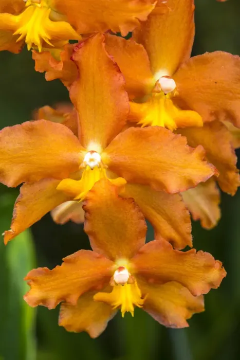 Framed Print : USA, Pennsylvania, Kennett Square. Orchid Framed Print : USA, Pennsylvania, Kennett Square. Orchid