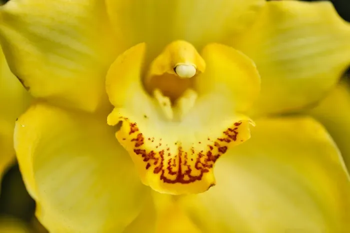 Framed Print : USA, Pennsylvania, Kennett Square. Orchid Framed Print : USA, Pennsylvania, Kennett Square. Orchid