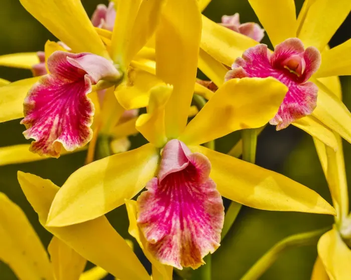 Framed Print : USA, Pennsylvania, Kennett Square. Orchid Framed Print : USA, Pennsylvania, Kennett Square. Orchid