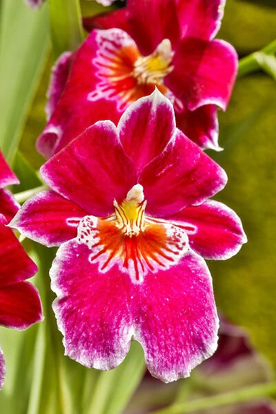 USA, Pennsylvania, Kennett Square. Orchid