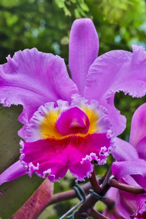 Framed Print : USA, Pennsylvania, Kennett Square. Orchid