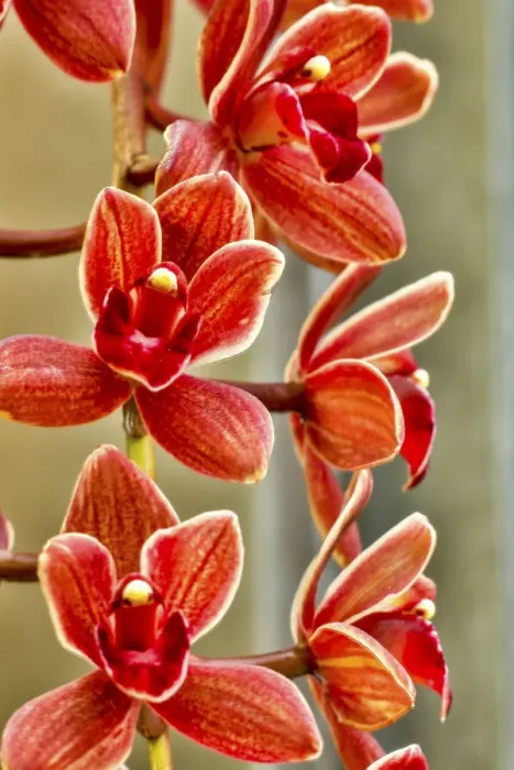 Framed Print : USA, Pennsylvania, Kennett Square. Orchid Framed Print : USA, Pennsylvania, Kennett Square. Orchid