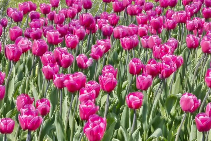 Framed Print : USA, Pennsylvania, Kennett Square. Pink tulips