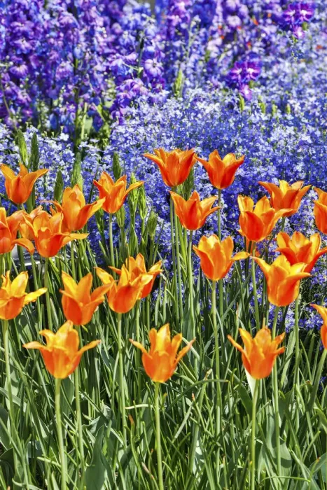 Framed Print : USA, Pennsylvania, Kennett Square. Quamash and tulips Framed Print : USA, Pennsylvania, Kennett Square. Quamash and tulips