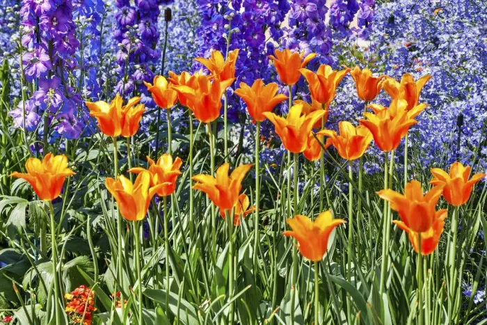 Framed Print : USA, Pennsylvania, Kennett Square. Quamash and tulips