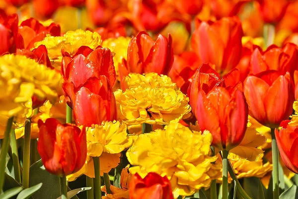 USA, Pennsylvania, Kennett Square. Tulips