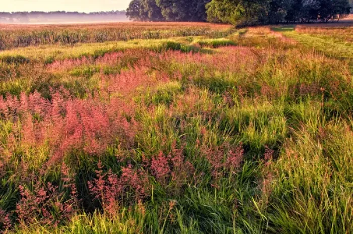 Framed Print : USA, Pennsylvania, King of Prussia. Field of pink-colored grasses