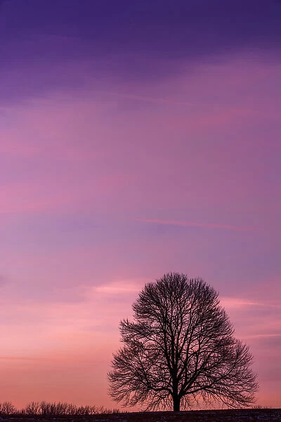 USA, Pennsylvania, King of Prussia. Tree silhouette at sunrise
