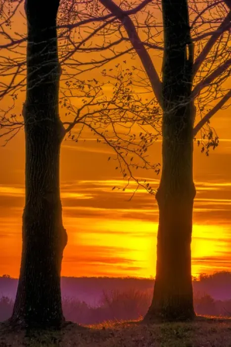 Framed Print : USA, Pennsylvania, King of Prussia. Tree silhouette at sunrise Framed Print : USA, Pennsylvania, King of Prussia. Tree silhouette at sunrise