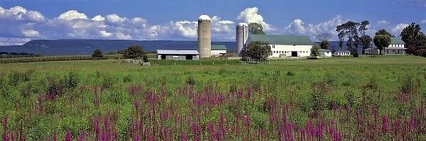 USA, Pennsylvania, Lebanon County. Purple fireweed abound on this family farm in Lebanon County