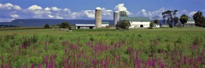 Framed Print : USA, Pennsylvania, Lebanon County. Purple fireweed abound on this family farm in Lebanon County Framed Print : USA, Pennsylvania, Lebanon County. Purple fireweed abound on this family farm in Lebanon County