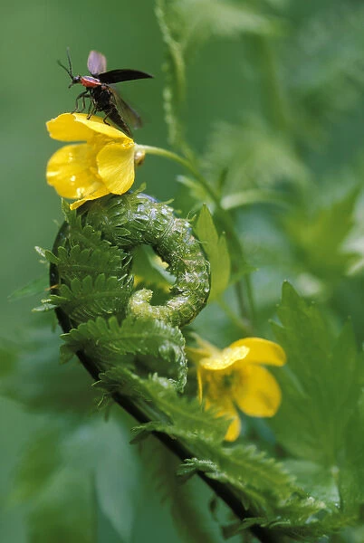 USA, Pennsylvania, Lightning bug taking flight atop buttercup with ferns. Credit as