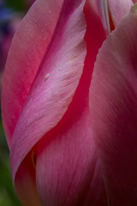 Framed Print : USA, Pennsylvania, Longwood Gardens. Tulip flower close-up Framed Print : USA, Pennsylvania, Longwood Gardens. Tulip flower close-up