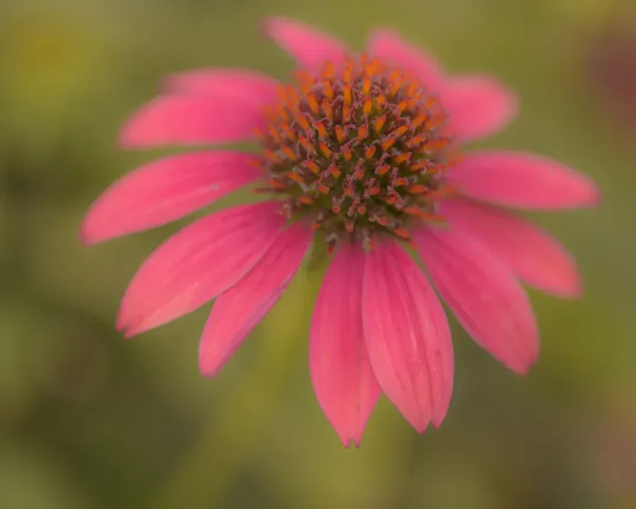 Framed Print : USA, Pennsylvania, Longwood Gardens. Cornflower close-up Framed Print : USA, Pennsylvania, Longwood Gardens. Cornflower close-up