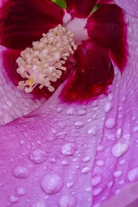 Framed Print : USA, Pennsylvania, Longwood Gardens. Hibiscus flower interior Framed Print : USA, Pennsylvania, Longwood Gardens. Hibiscus flower interior