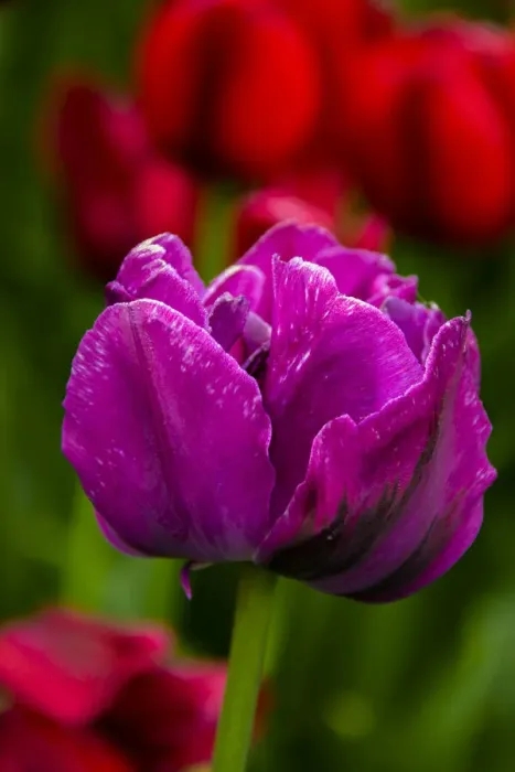 Framed Print : USA, Pennsylvania, Longwood Gardens. Tulip flower close-up Framed Print : USA, Pennsylvania, Longwood Gardens. Tulip flower close-up