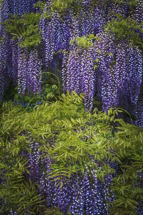 Framed Print : USA, Pennsylvania, Longwood Gardens. Wisteria trees in bloom. ©Jay O'Brien / Jaynes Gallery / DanitaDelimont.com Framed Print : USA, Pennsylvania, Longwood Gardens. Wisteria trees in bloom. ©Jay O'Brien / Jaynes Gallery / DanitaDelimont.com