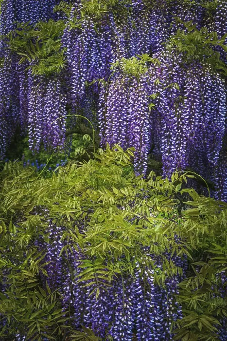 Framed Print : USA, Pennsylvania, Longwood Gardens. Purple flowers hang on wisteria vines. ©Jay O'Brien / Jaynes Gallery / DanitaDelimont.com Framed Print : USA, Pennsylvania, Longwood Gardens. Purple flowers hang on wisteria vines. ©Jay O'Brien / Jaynes Gallery / DanitaDelimont.com