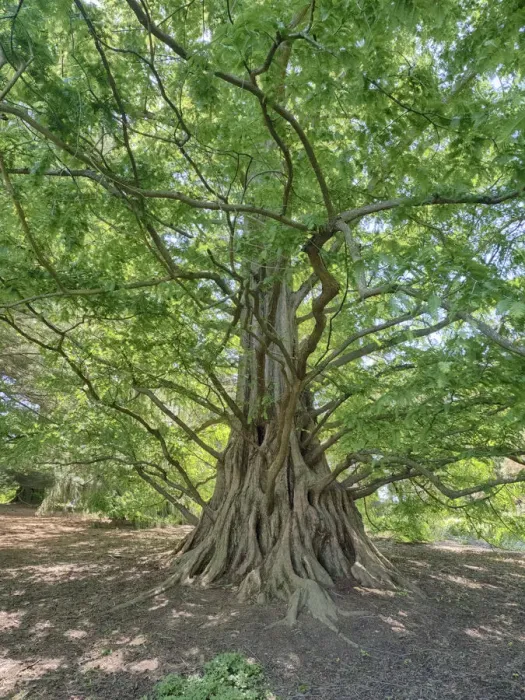 Framed Print : USA, Pennsylvania. Looking up at a very tall and old tree from below Framed Print : USA, Pennsylvania. Looking up at a very tall and old tree from below