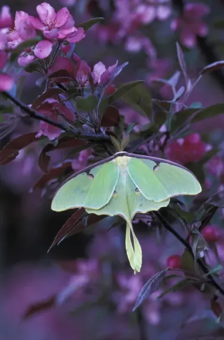 Framed Print : USA, Pennsylvania. Luna moth on crabapple tree. Credit as: Nancy Rotenberg / Jaynes Framed Print : USA, Pennsylvania. Luna moth on crabapple tree. Credit as: Nancy Rotenberg / Jaynes